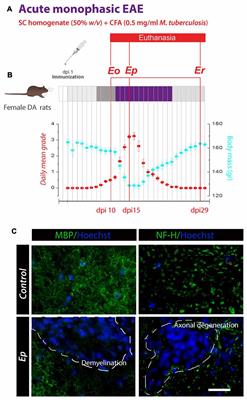 Down-regulation of NTPDase2 and ADP-sensitive P2 Purinoceptors Correlate with Severity of Symptoms during Experimental Autoimmune Encephalomyelitis